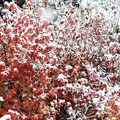 Photos: 紅葉と初雪_1