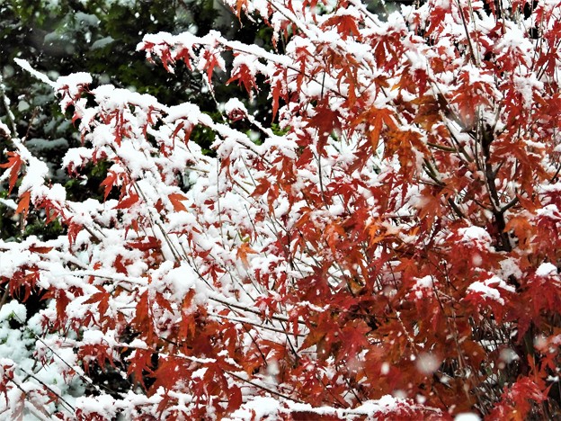 Photos: 紅葉と初雪_2