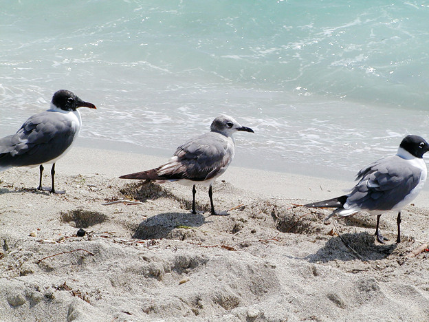 Photos: マイアミの野鳥 #7