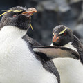 Photos: 旭山動物園　イワトビペンギン