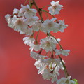 Photos: 枝垂桜