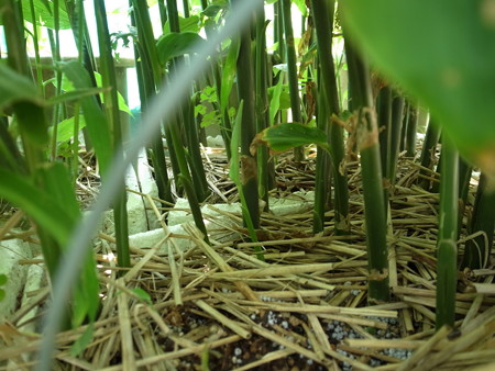 ミョウガ栽培 茎間引き作業時期と追肥 暇人主婦の家庭菜園 楽天ブログ