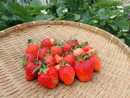 イチゴ栽培 ランナー切る時期 暇人主婦の家庭菜園 楽天ブログ