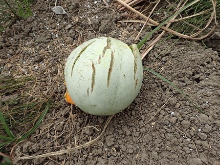 葉山農園 8月上旬 メロンひび割れ 割れる原因 暇人主婦の家庭菜園 楽天ブログ