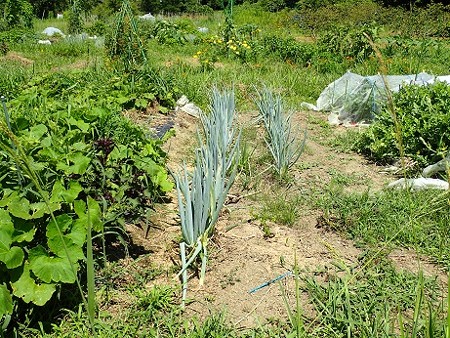 葉山農園 8月上旬 メロンひび割れ 割れる原因 暇人主婦の家庭菜園 楽天ブログ