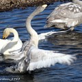 Photos: 白鳥　水遊び