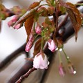 濡れる桜