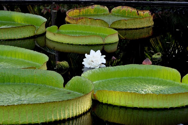Brazillian Giant Water Lily 7-30-17