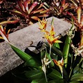 Photos: Heliconia flowers and Bromeliads 12-3-17
