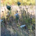 Queen Anne&#039;s Lace 10-20-17