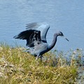Photos: Little Blue Heron III 1-7-18
