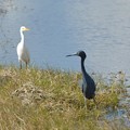 Photos: Little Blue Heron and Cattle Egret 1-7-18