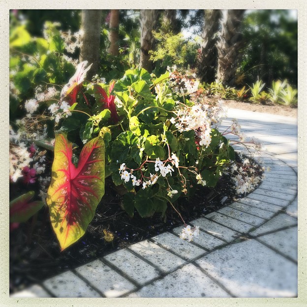 The Path with Elephant Ears and Begonias 3-18-18
