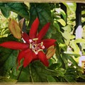 Scarlet Passion Flower I 3-18-18