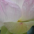 Photos: Lotus I 5-16-18