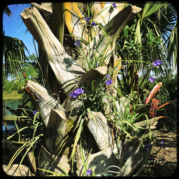 Photos: Palm and Spiderworts 4-8-18
