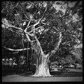 Photos: Banyan Tree 4-21-18
