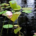 Photos: Lotus in the Rain 5-16-18