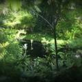 Photos: ジャングルの艶
