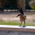 Photos: Bad Hair Day for Boat-Tailed Grackle 4-13-19
