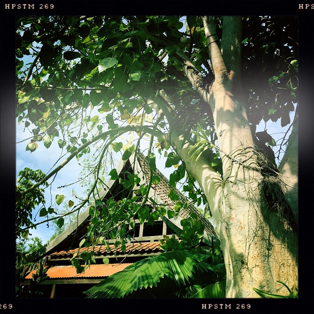 Bodhi Tree and Thai Pavilion 3-30-19