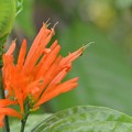Photos: Mexican Honeysuckle 3-30-19