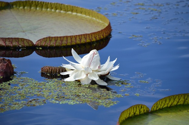 Giant Waterlily 10-7-19