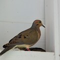 Mourning Dove 4-23-19