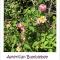 American Bumblebee I 3-5-20