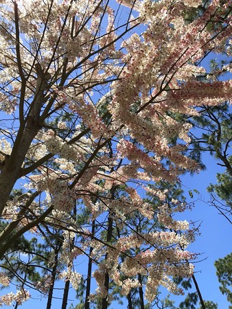 ピンクシャワー（カッシア・バケリアナ）に再会 : 青い郊外の空の下・黄色と緑のセロファンの花たち