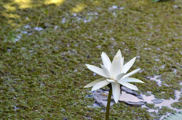 Water Lily 6-25-20
