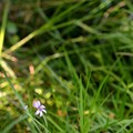 Photos: Narrow-Leaf Blue-Eyed-Grass 6-25-20
