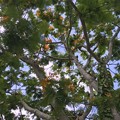 Photos: Royal Poinciana Tree