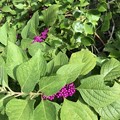 American Beautyberry 7-25-20