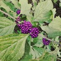 American Beautyberry 8-23-20