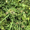 Photos: Euphorbia cyathophora 8-23-20