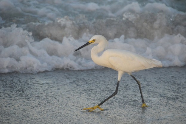 Photos: Snowy Egret 9-2-20