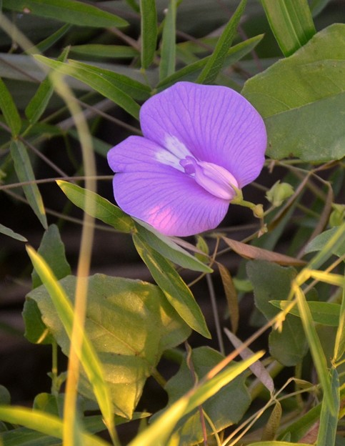 Spurred Butterfly Pea 9-2-20