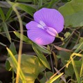 Photos: Spurred Butterfly Pea 9-2-20