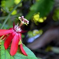Scarlet Passion Flower I 9-20-20