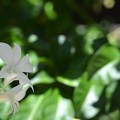 Dendrobium sp. 9-20-20