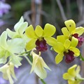 Orchid Bouquet 9-20-20