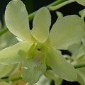 Green Dendrobium 9-20-20