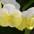 Vanda Orchid 9-20-20