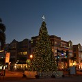 Punta Gorda Christmas Tree III 12-9-20