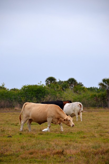 Photos: A Cow and a Cattle Egret 12-30-20