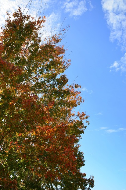 Maple Leaves and the Sky 12-31-20