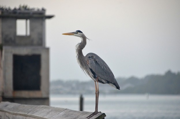 Photos: Great Blue Heron 1-1-21