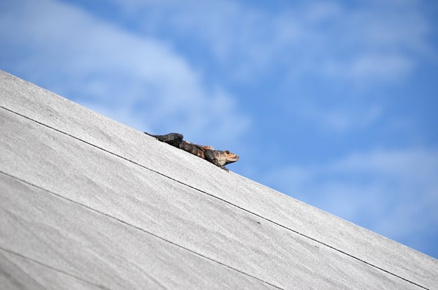 Black Spiny-Tailed Iguana on the Roof 12-31-20