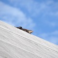 Black Spiny-Tailed Iguana on the Roof 12-31-20